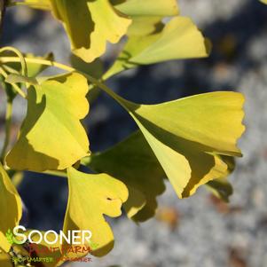 GOLDSPIRE™ GINKGO