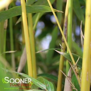 GOLDEN GODDESS CLUMPING BAMBOO