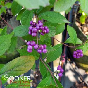 PURPLE PRIDE BEAUTYBERRY