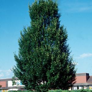 PYRAMIDAL EUROPEAN HORNBEAM