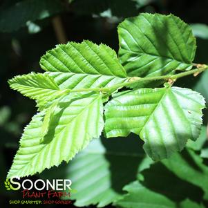 PINOCCHIO PYRAMDAL EUROPEAN HORNBEAM