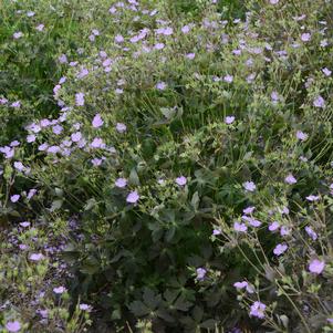 CRANE DANCE WILD GERANIUM