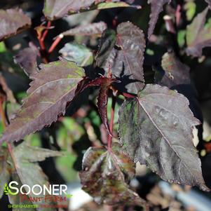 CAROUSEL® RED WINE HARDY HIBISCUS