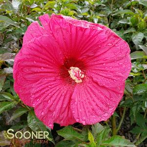 SUMMER IN PARADISE HARDY HIBISCUS