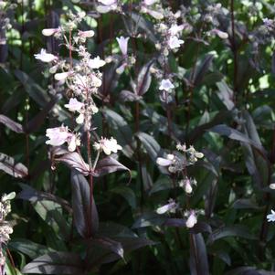 POCAHONTAS BEARDTONGUE