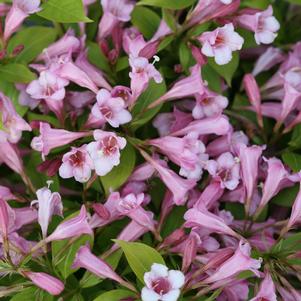 SNIPPET LIME® WEIGELA