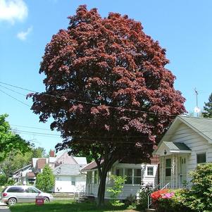 SAMURAI SWORD™ UPRIGHT JAPANESE MAPLE