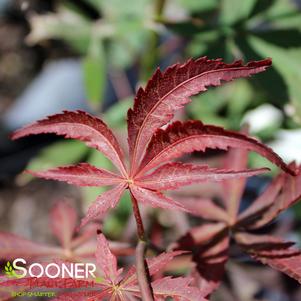 SUMINAGASHI UPRIGHT JAPANESE MAPLE