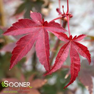 OSHIO BENI UPRIGHT JAPANESE MAPLE