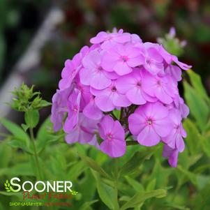 DAVID'S LAVENDER GARDEN PHLOX