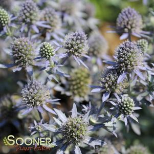 BLUE HOBBIT SEA HOLLY