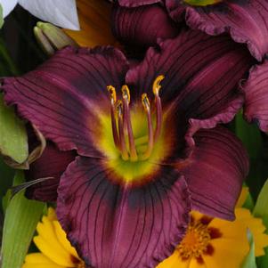 LITTLE GRAPETTE DAYLILY