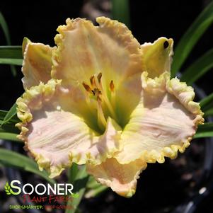 BESTSELLER DAYLILY