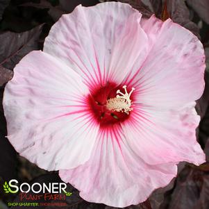 DARK MYSTERY HARDY HIBISCUS