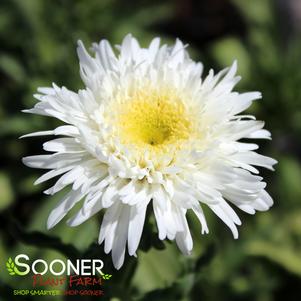 FIONA COGHILL SHASTA DAISY