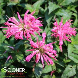 ELECTRIC NEON PINK BEEBALM