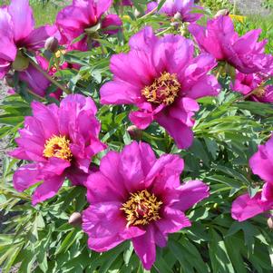 MORNING LILAC ITOH INTERSECTIONAL PEONY