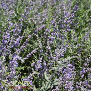 LITTLE SPIRE RUSSIAN SAGE