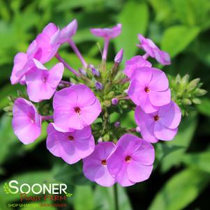 FASHIONABLY EARLY FLAMINGO GARDEN PHLOX