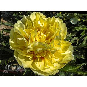 DUCHESSE DE LORRAINE ITOH INTERSECTIONAL PEONY