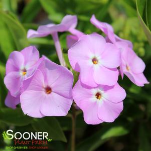 OPENING ACT BLUSH GARDEN PHLOX