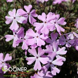 SPRING BLING™ PINK SPARKLES HYBRID SPRING PHLOX