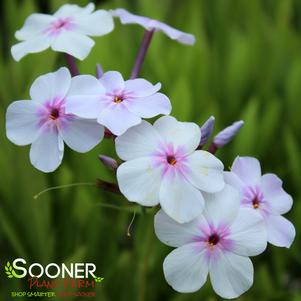 OPENING ACT PINK-A-DOT GARDEN PHLOX