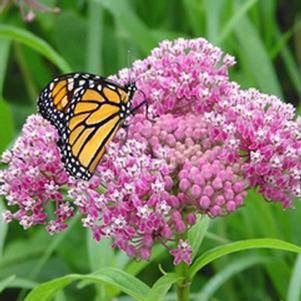 SWAMP MILKWEED