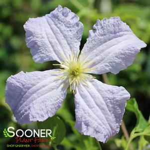 BLUE ANGEL CLEMATIS