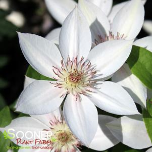 CORINNE™ CLEMATIS