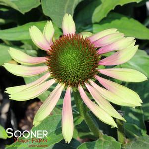 GREEN TWISTER CONEFLOWER