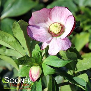 HONEYMOON® FRENCH KISS LENTEN ROSE