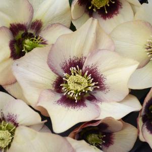 HONEYMOON® SANDY SHORES LENTEN ROSE