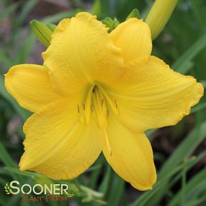 SCENTUAL SUNDANCE DAYLILY