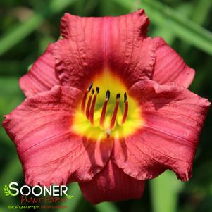 RUBY STELLA DAYLILY