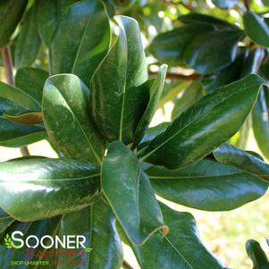 BRACKEN'S BROWN BEAUTY MAGNOLIA