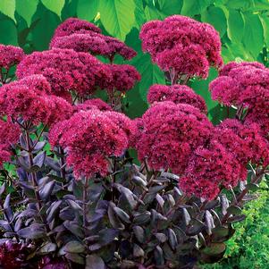 THUNDERHEAD SEDUM