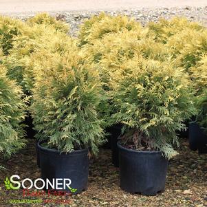 GOLDEN GLOBE ARBORVITAE