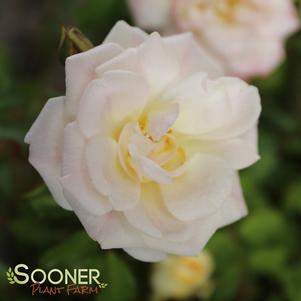 WHITE DRIFT® ROSE