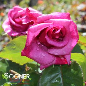 BARBRA STREISAND HYBRID TEA ROSE