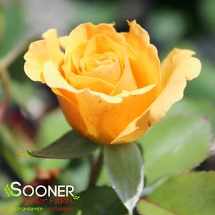 RISE UP AMBERNESS® CLIMBING ROSE