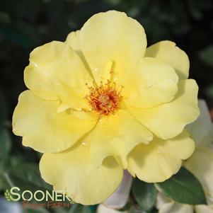 GOLDEN SHOWERS CLIMBING ROSE