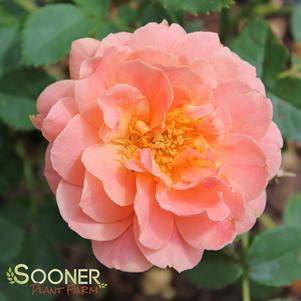 AT LAST® SHRUB ROSE