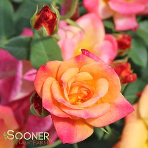 JOSEPH'S COAT CLIMBING ROSE