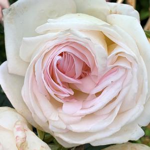 TOP CREAM™ HYBRID TEA ROSE