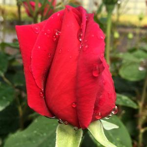 CHRYSLER IMPERIAL HYBRID TEA ROSE