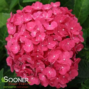 ENDLESS SUMMER® SUMMER CRUSH® HYDRANGEA