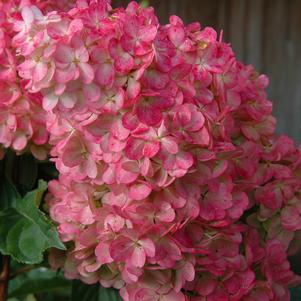 VANILLA STRAWBERRY™ HYDRANGEA