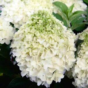 WHITE WEDDING® HYDRANGEA