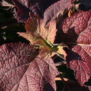 SNOWFLAKE OAKLEAF HYDRANGEA